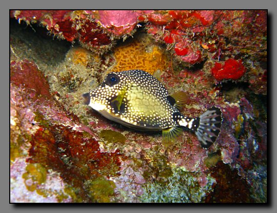 smooth trunkfish